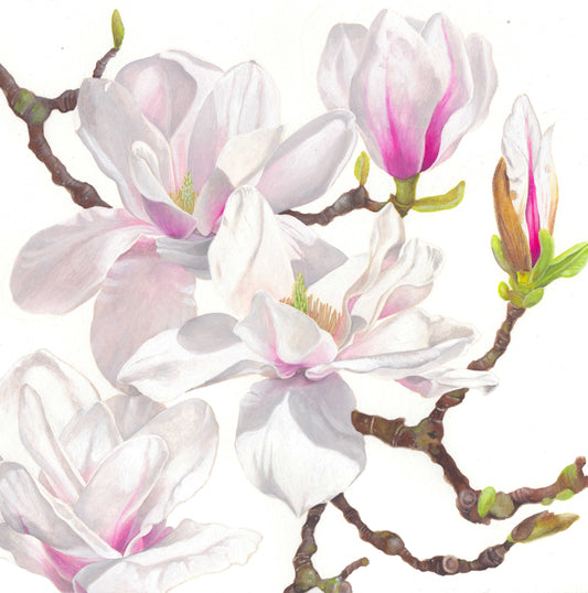 Painting of magnolia flowers hanging from a magnolia tree branch against a plain white background