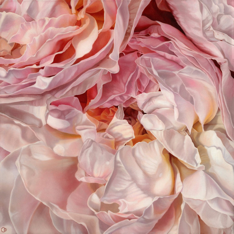 Close up center of a pale pink blush open rose